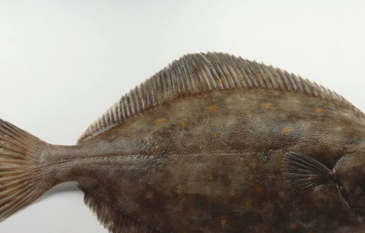 非常适合小孩,老人吃的4种鱼,最后一种最丑,却最美味!