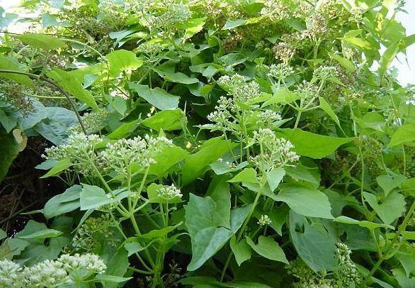 然而,正式名称为甘菊的野菊花和我们今天要讲的主题——薇甘菊,虽然只