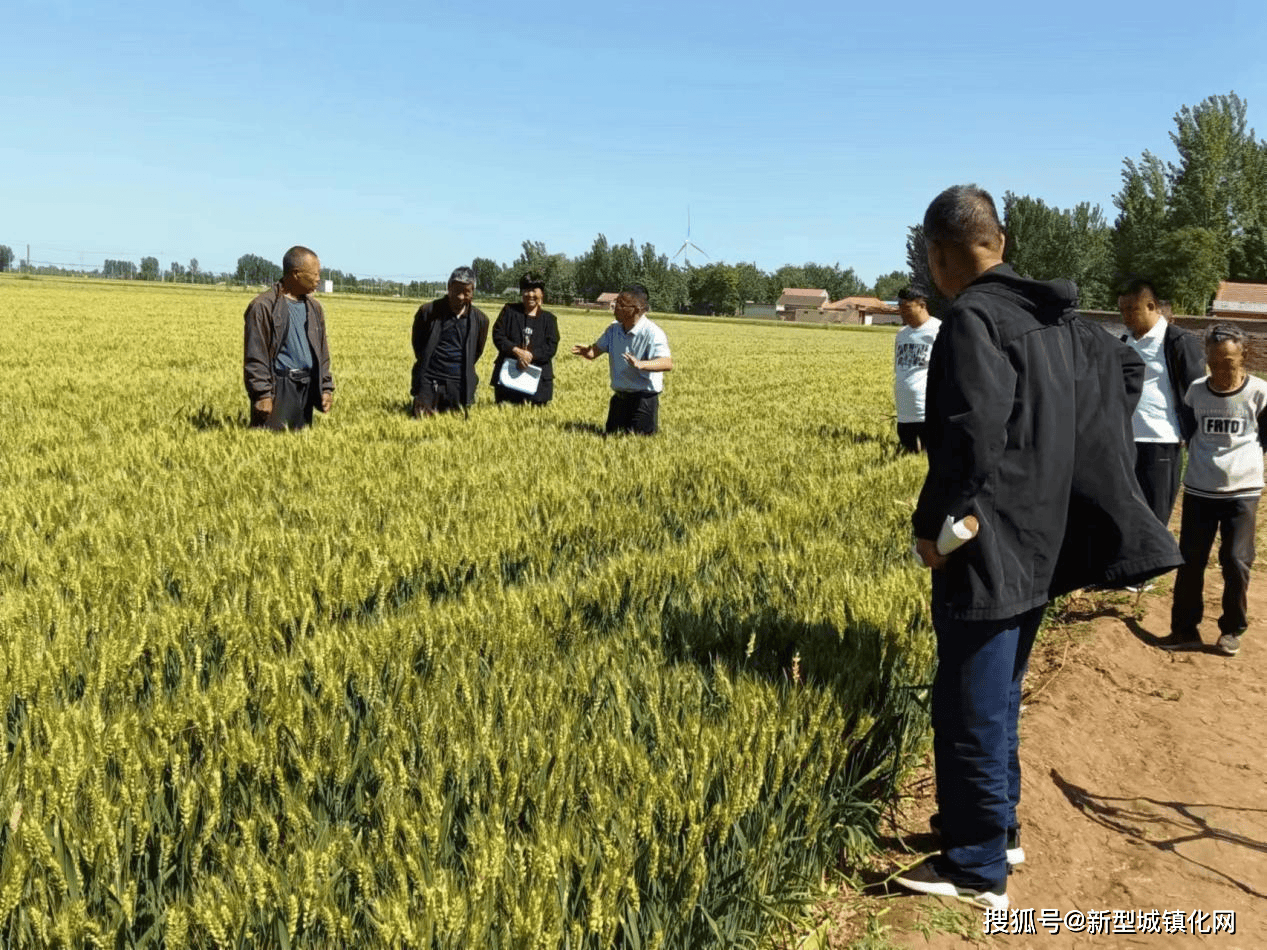 清丰:科学防范小麦干热风