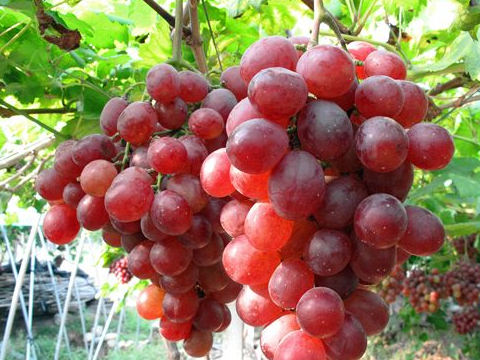 葡萄和提子有何不同?别买错了,本以为占了便宜,殊不知亏大了