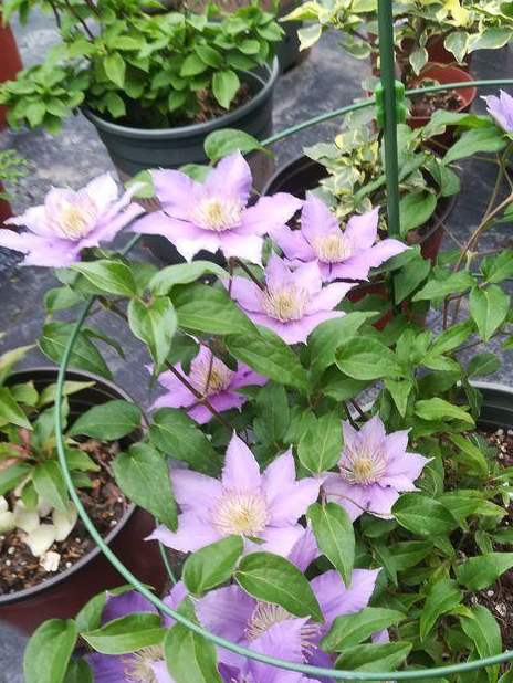 铁线莲的扦插经验分享,照着做生根快,事半功倍,想不开爆都难!