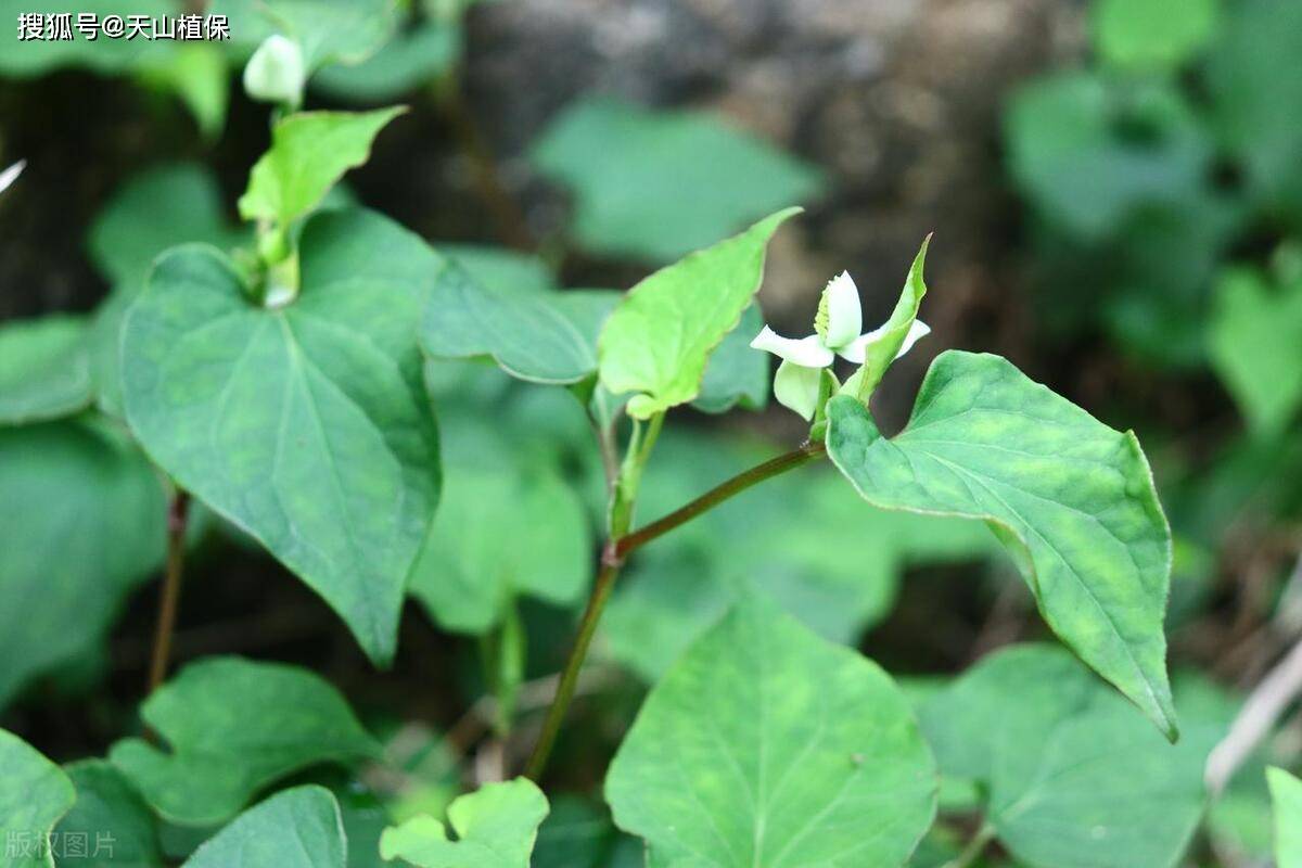 鱼腥草生长季节图片