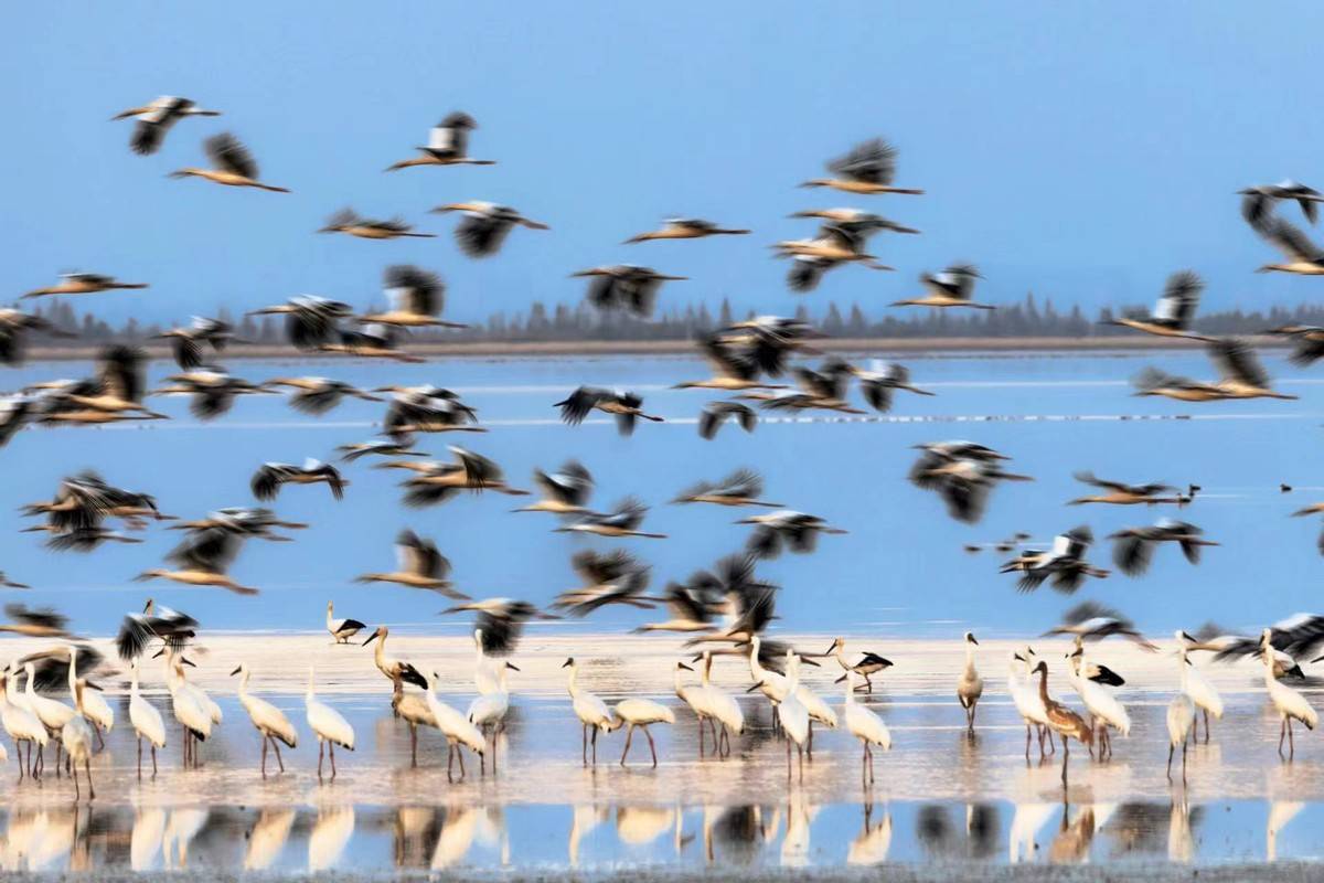 佳能eos r5 4500万像素高画质下的鄱阳湖"大长腿"们