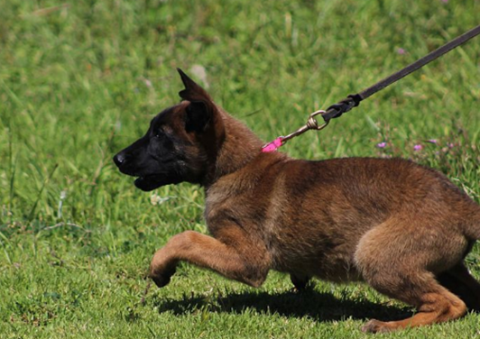 马犬的4个缺点:想养马犬的进来看看,考虑清楚再养!