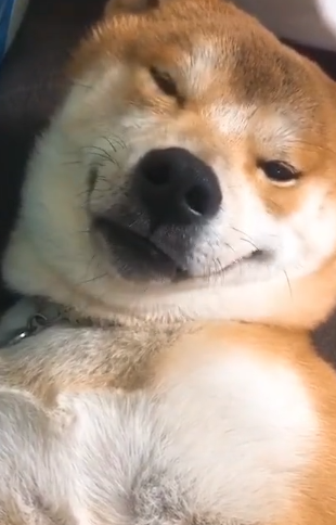 柴犬醒来时,发现主人在身边,它的反应太暖心,妹子:撩到我了!