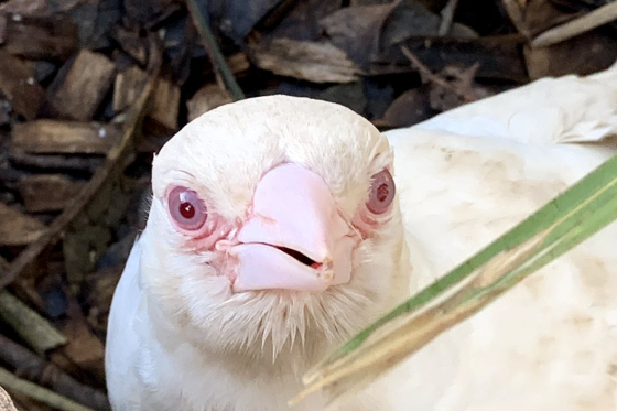 澳大利亚黄尾鹦鹉红酒图片