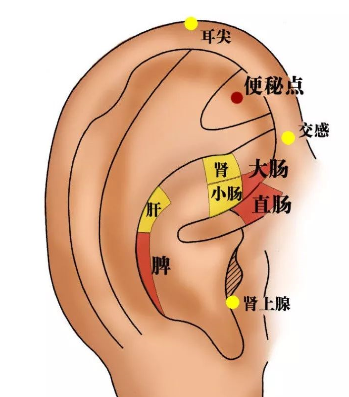 耳朵经络图位置清晰图图片