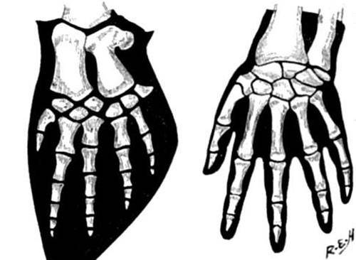 人类起源争议:3亿年前是一条鱼吗?手指留下一处"证据"