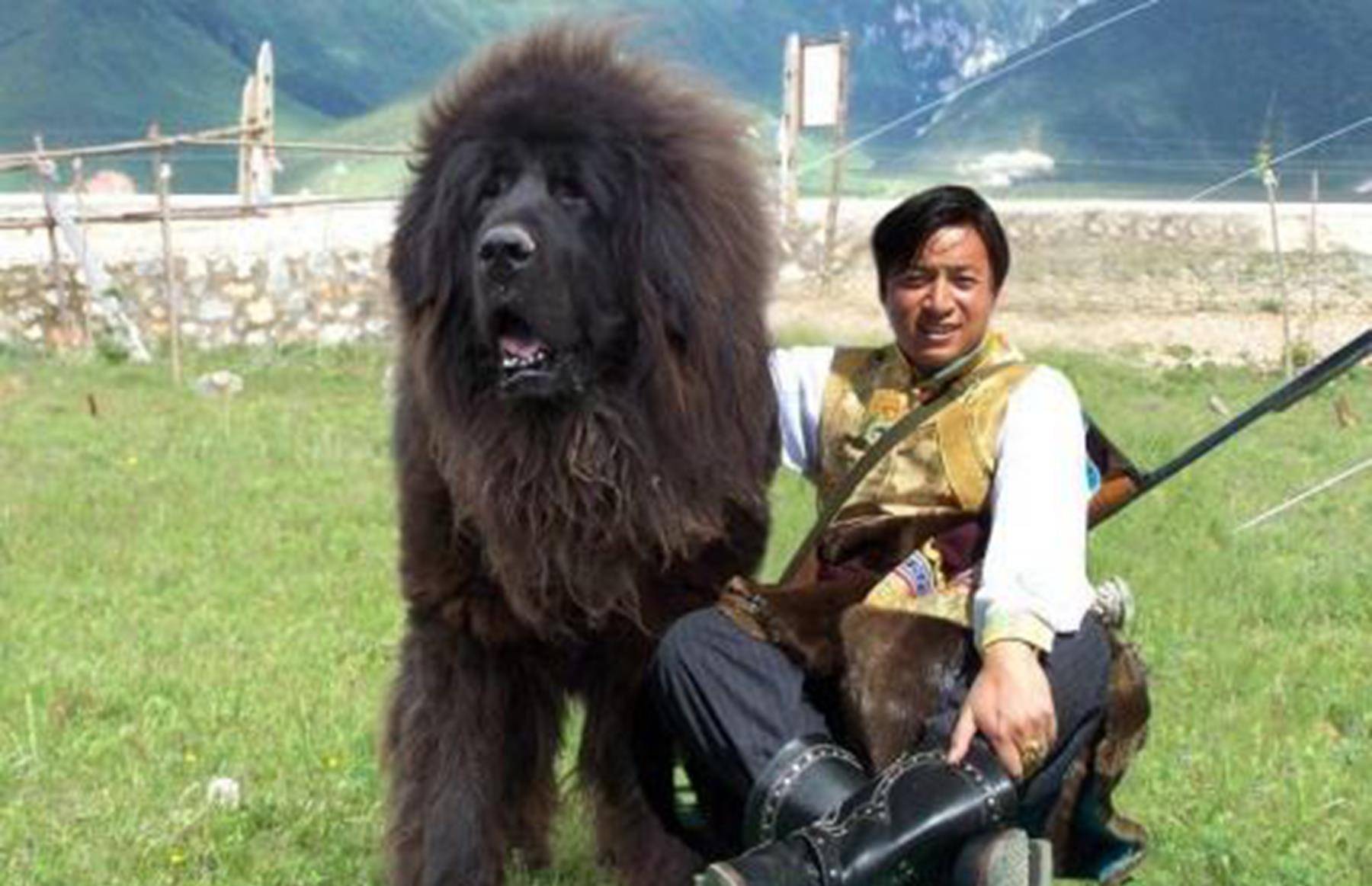 到藏獒价格从数千万元降至几百元,这一市场也从昔日的宠儿沦为了肉狗