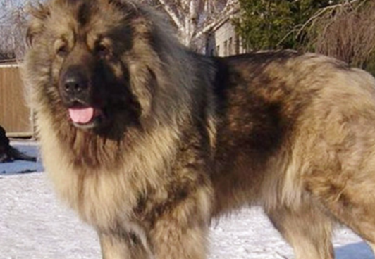 史上最强的5大护卫犬:忠诚度十足,"男友力"满分!