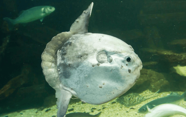 被吃一半也不反抗?翻车鱼为什么还没灭绝?