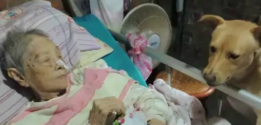 老奶奶生病住院,土狗日夜守候,这一幕感动了病房里的人!