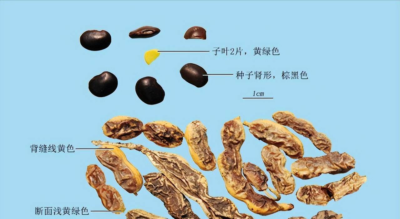 五月的槐花善泄大肠火热,是凉血止血,清肝泻火的良药