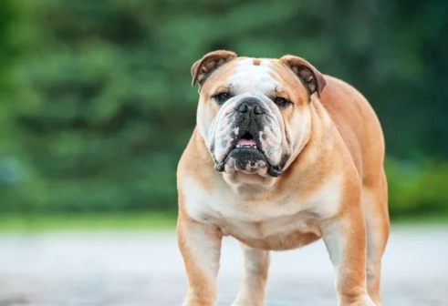 怎么训练小斗牛犬?成功训练和管理的技巧!