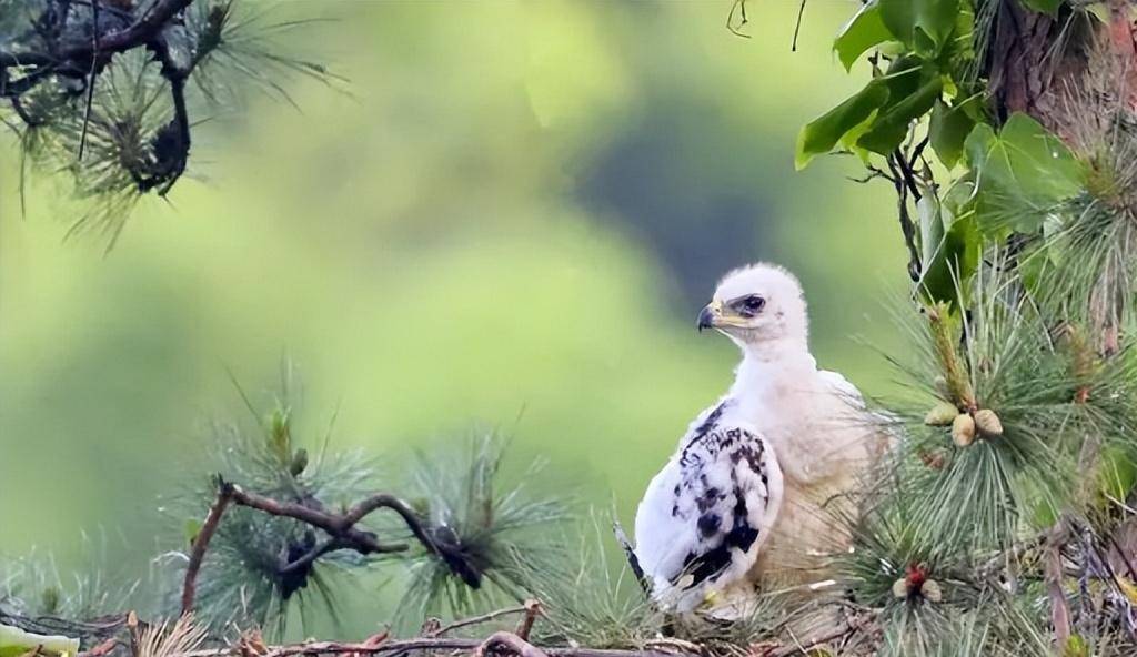 一只"金雕"追杀村民两年,真相暴露后,法院:村民将被判入刑