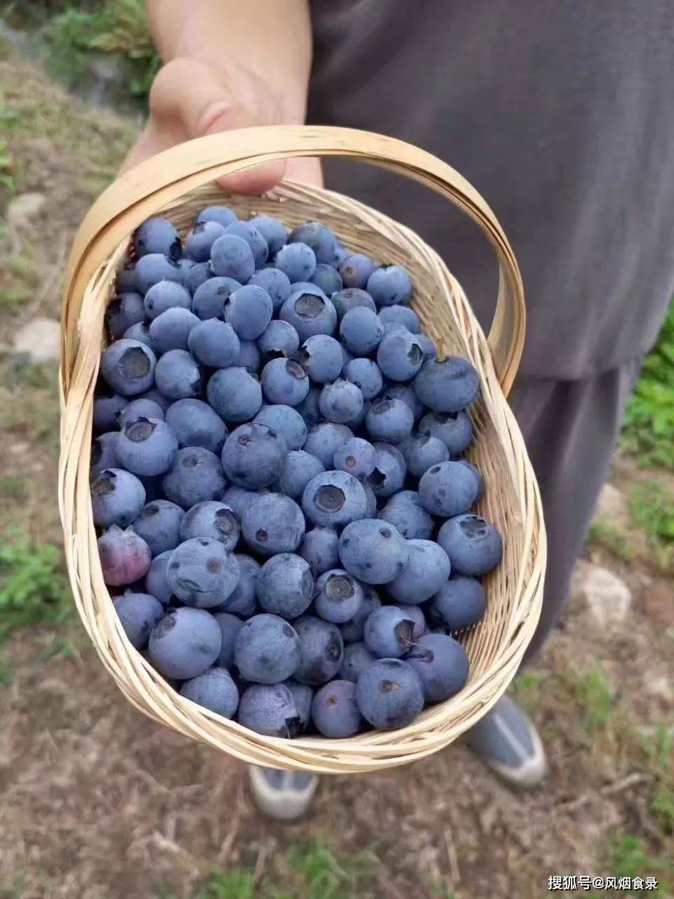 北极冰蓝莓酒庄官网图片