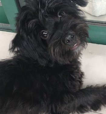 门口的墩布头居然是只流浪狗,带去检查,没想到却促成一段姻缘!