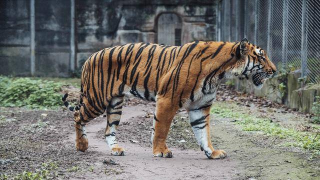 中国将5只华南虎放到非洲草原,繁衍到15只后,专家发现了不对劲