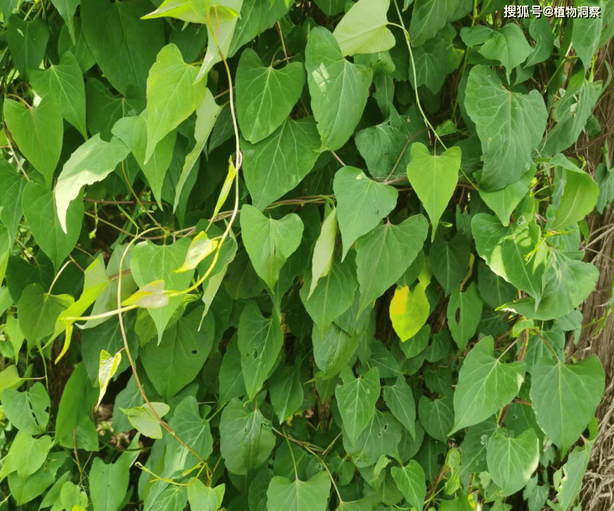 它是四大仙草之一,俗称何首乌,有3大作用,价值极高,农民朋友要了解!