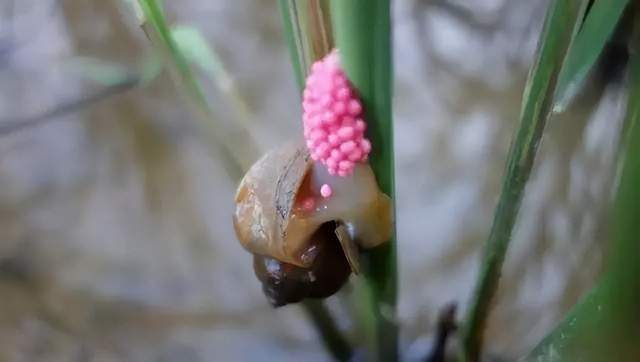 匪夷所思!入侵物种福寿螺在日本和印度却大受欢迎