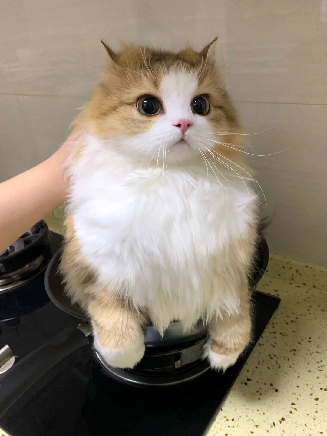 猫咪下起"毛毛雨"愁坏铲屎官?宠物空气净化器竟让浮毛无所遁形