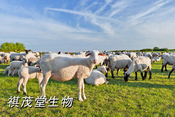 牛羊不上膘是什么病怎么快速上膘