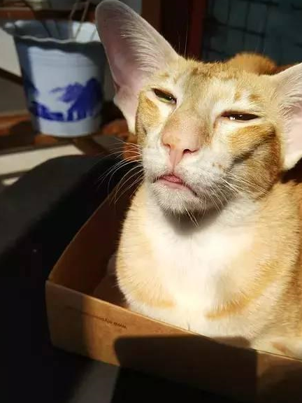 这也是没谁了,都说每一个二货猫咪的背后都有一个不正经的铲屎官,这一