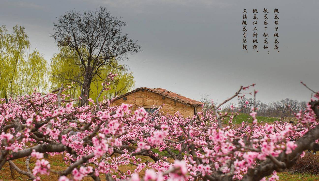 桃花树 简单图片