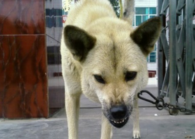 平日里温和的中华田园犬,只要碰见这五种场景,马上会发怒伤人!