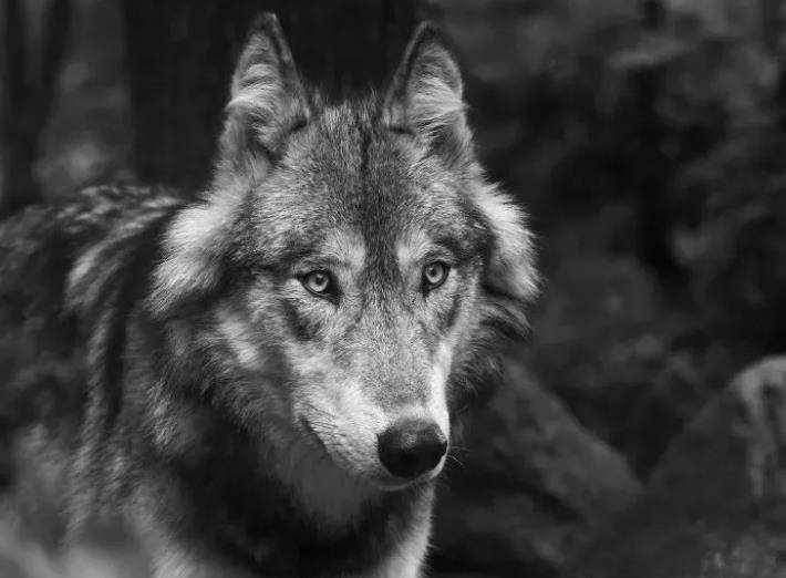 图|狼老营长闻声赶来,对着狼的头就是一枪,但是因为夜色看不清,没有打