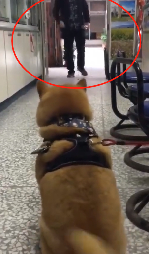 的主人了,只有把主人当成了家人狗狗才会表现出来这种担忧的表情来