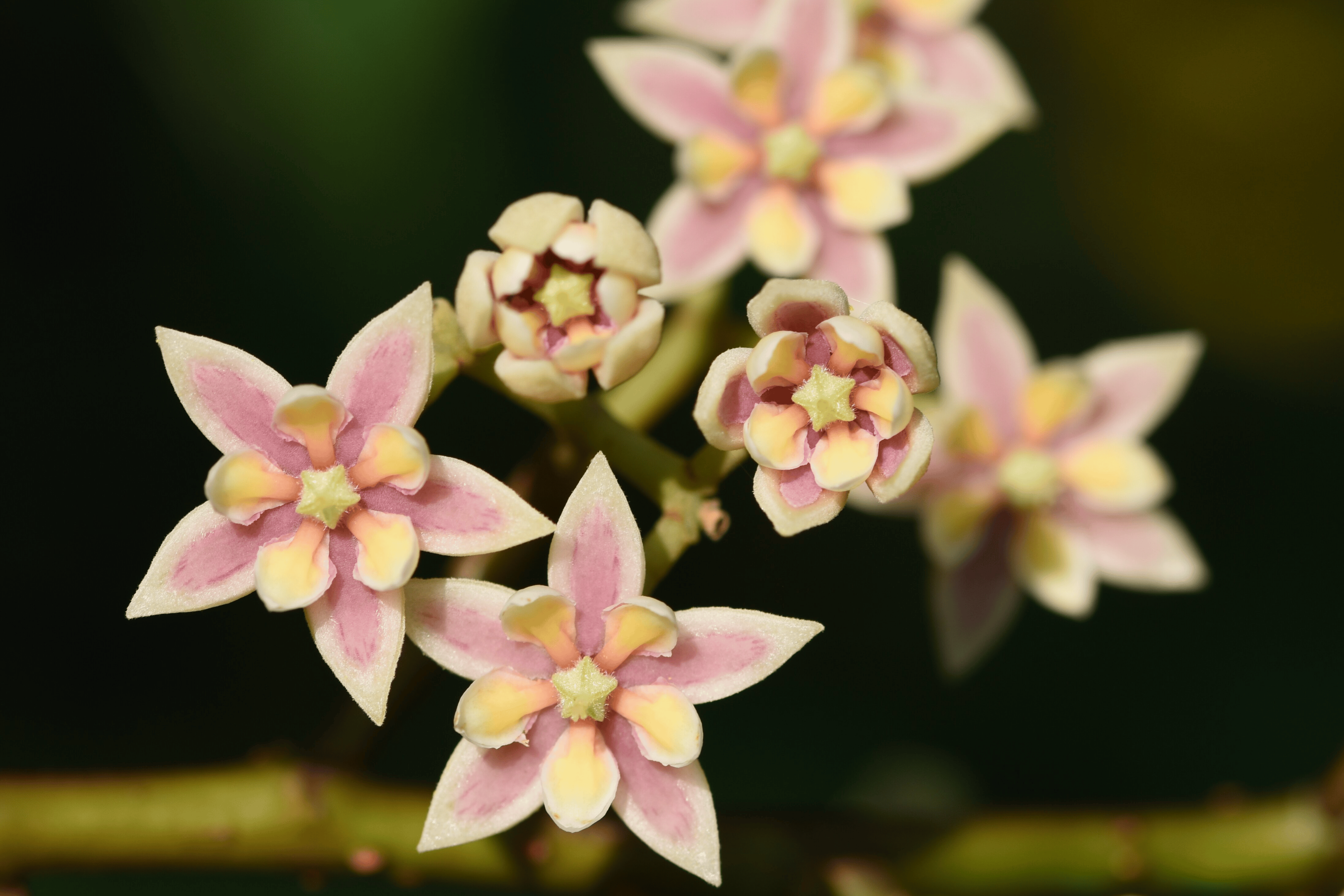 5月22日上午10:00"七彩云端"app,云视网新华网,"央视频"客户端以及抖