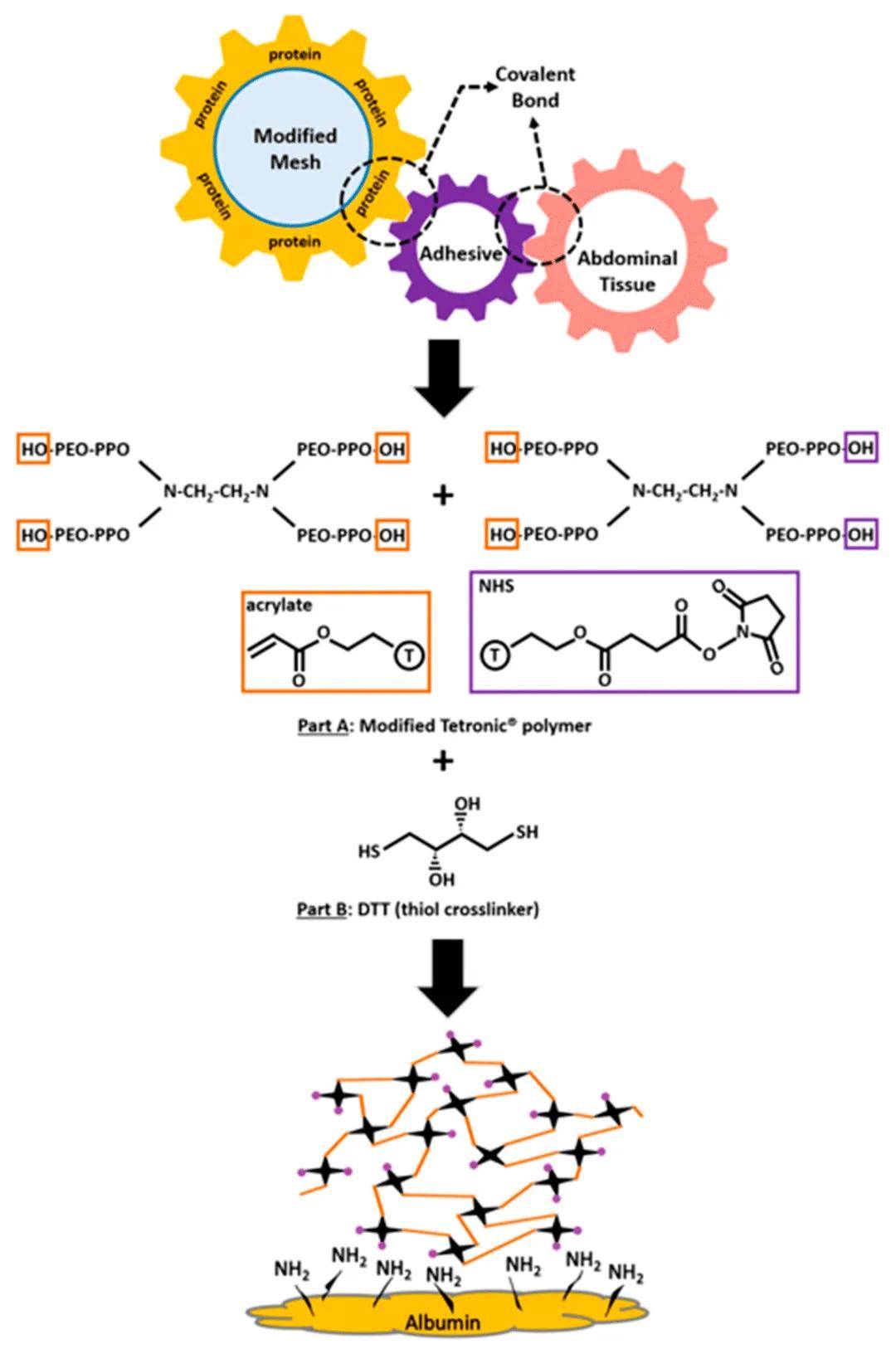 用于医疗植入应用的新型生物粘合网系统:兔子模型的体内评估