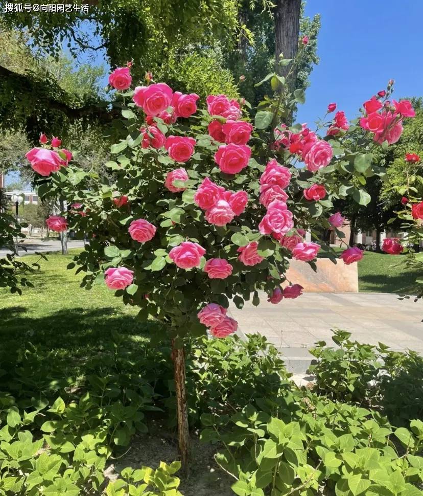 "棒棒糖月季花",适合庭院种植,开花质量高,观赏效果好!