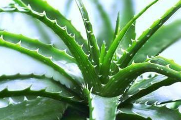 芦荟其实是可以吃的,有非常多的功效.