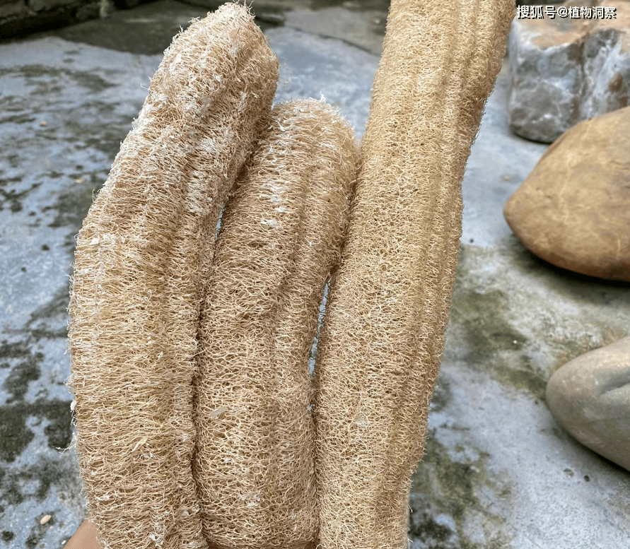 农村常见的蔬菜丝瓜,有4大作用,价值极高,农民朋友要了解!