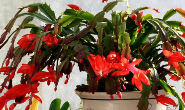 "蟹爪兰"叶片没倒钩,花朵不上翘,可能你养的是"假蟹爪兰"!