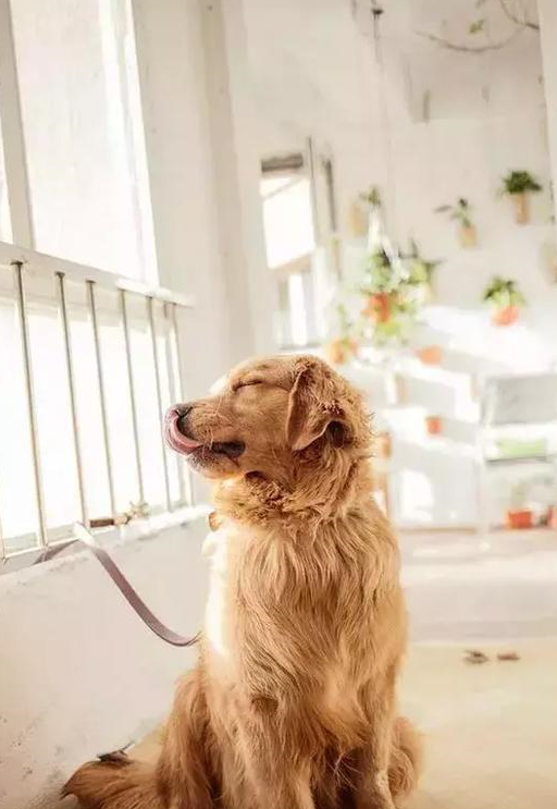 金毛打扮成女孩去网吧,简直就是背影杀手,太美了!