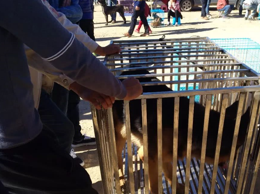 狗市孪生德牧兄弟,一只800元卖了,另一只当肉狗卖了!