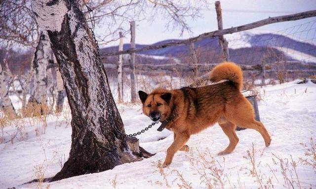 为报复妹妹炸死外甥,连害4名邻居,是什么让一个好爸爸变成恶魔