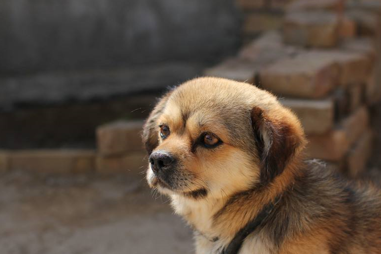 土狗吃饭狼吞虎咽,就怕老母鸡来抢食,剩饭都能吃出山珍海味