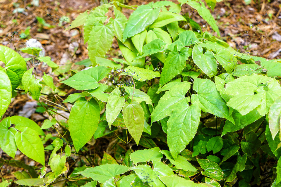 学中药:认识仙灵脾,仙茅的功效与作用!