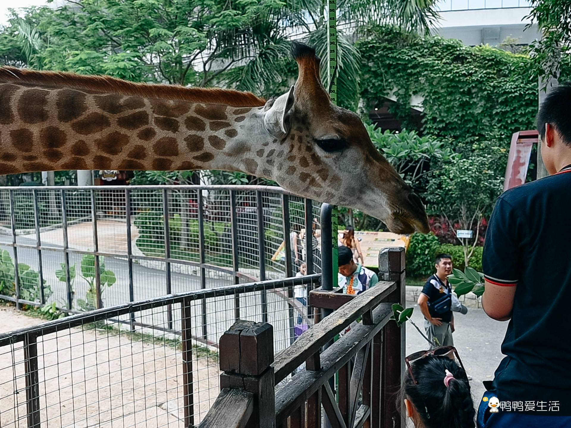 聚集在这里,它们各自展现野性魅力,上演惊险搞笑的现实版"疯狂动物城"