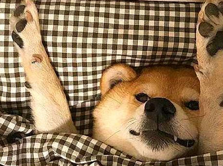 天冷给狗子买个小床,狗子从此连作息都规律了,每天按时上床睡觉