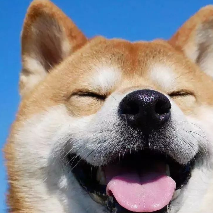 柴犬_狗狗_秋田