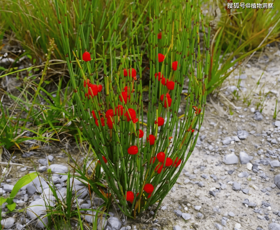 酷似节节草