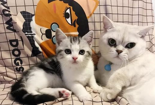 同时养两只猫,猫咪会冷落主人吗?_网友_时候_小猫