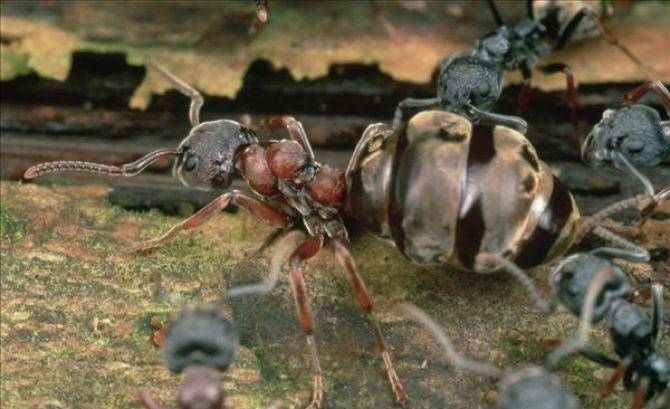 最残忍的战争――生物界的蚂蚁战争
