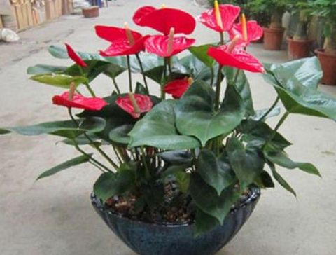 想要养好红掌是要掌握技巧的,所以今天就给大家讲解一些养殖红掌的小