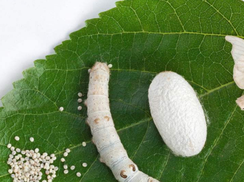 蚕宝宝养殖方法,确定适宜的环境,然后设置好蚕室